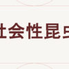 社会性昆虫